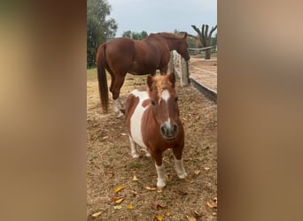 Mini Shetland Pony, Wallach, 17 Jahre, 80 cm, Schecke