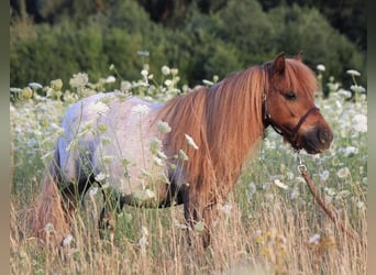 Mini Shetland Pony, Wallach, 17 Jahre, 86 cm, Roan-Red