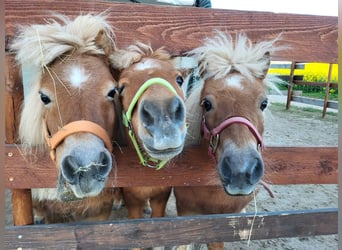 Mini Shetland Pony, Wallach, 19 Jahre, 90 cm, Fuchs