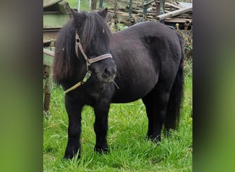 Mini Shetland Pony, Wallach, 24 Jahre, 110 cm, Rappe