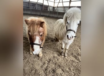 Mini Shetland Pony, Wallach, 24 Jahre