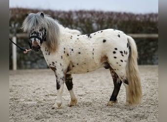 Mini Shetland Pony, Wallach, 2 Jahre, 80 cm, Tigerschecke