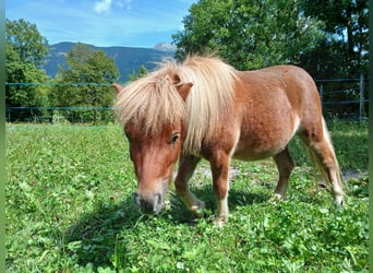 Mini Shetland Pony, Wallach, 2 Jahre, Fuchs