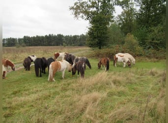 Mini Shetland Pony Mix, Wallach, 2 Jahre, Schecke