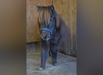 Mini Shetland Pony, Wallach, 3 Jahre, 80 cm, Dunkelfuchs