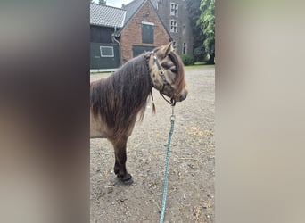 Mini Shetland Pony, Wallach, 3 Jahre, 83 cm, Buckskin