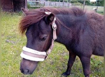 Mini Shetland Pony, Wallach, 3 Jahre, 85 cm, Dunkelbrauner