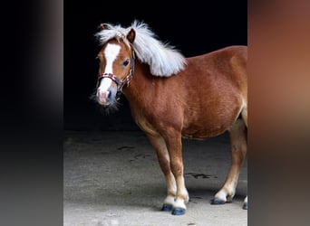 Mini Shetland Pony, Wallach, 3 Jahre, 85 cm, Fuchs