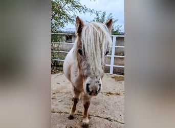 Mini Shetland Pony, Wallach, 3 Jahre, 85 cm, Tigerschecke