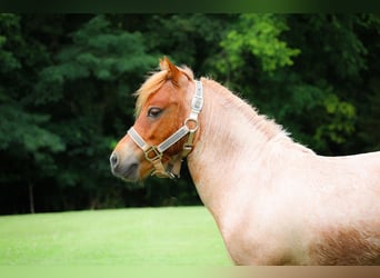 Mini Shetland Pony, Wallach, 3 Jahre, 89 cm, Roan-Red