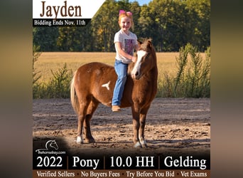 Mini Shetland Pony, Wallach, 4 Jahre, 102 cm, Rotfuchs