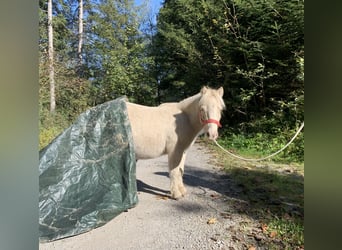 Mini Shetland Pony, Wallach, 4 Jahre, 85 cm, Champagne
