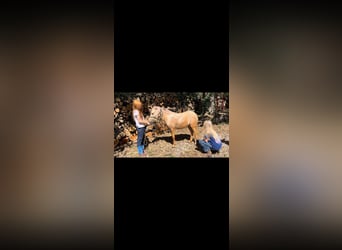 Mini Shetland Pony, Wallach, 4 Jahre, 94 cm, Palomino