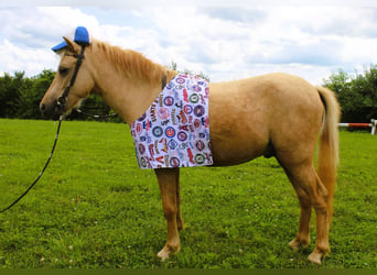 Mini Shetland Pony, Wallach, 4 Jahre, 94 cm, Palomino