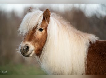 Mini Shetland Pony, Wallach, 4 Jahre