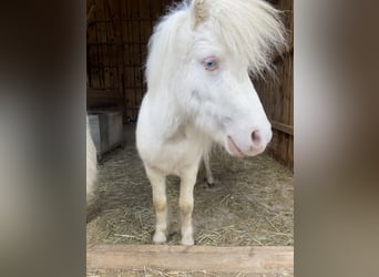 Mini Shetland Pony, Wallach, 4 Jahre