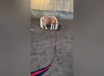 Mini Shetland Pony Mix, Wallach, 5 Jahre, 80 cm, Fuchs