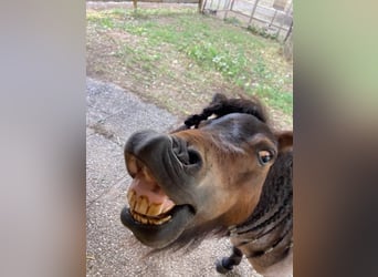 Mini Shetland Pony, Wallach, 5 Jahre, 89 cm, Roan-Bay