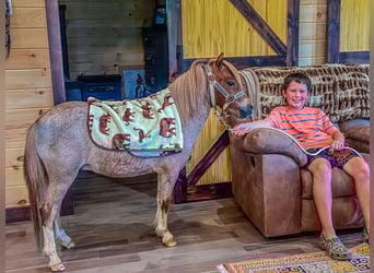 Mini Shetland Pony, Wallach, 5 Jahre, 89 cm