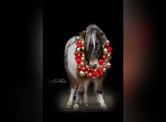 Mini Shetland Pony, Wallach, 5 Jahre, 95 cm