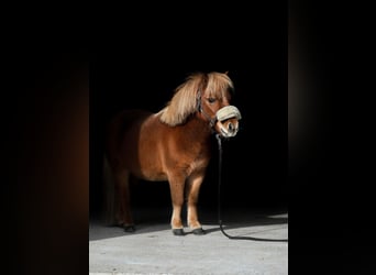 Mini Shetland Pony, Wallach, 5 Jahre, Fuchs