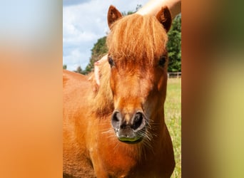 Mini Shetland Pony, Wallach, 6 Jahre, 85 cm, Fuchs
