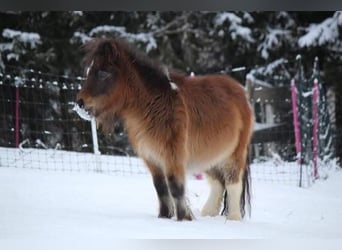Mini Shetland Pony, Wallach, 6 Jahre, 86 cm, Schecke