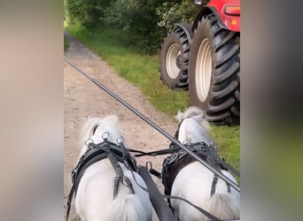 Mini Shetland Pony, Wallach, 8 Jahre, 80 cm, Schimmel