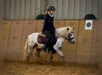 Mini Shetland Pony, Wallach, 8 Jahre, 95 cm