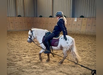Mini Shetland Pony, Wallach, 8 Jahre, 95 cm, Tigerschecke