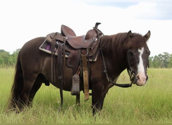 Mini Shetland Pony, Wallach, 8 Jahre, 99 cm, Grullo