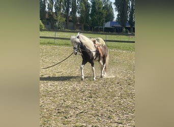 Mini Shetland Pony Mix, Wallach, 9 Jahre, 115 cm, Schecke
