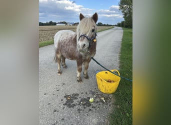 Mini Shetland Pony, Wallach, 9 Jahre, 83 cm
