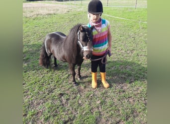 Mini Shetland Pony, Wallach, 9 Jahre, 85 cm, Rappe