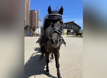 Mini Shetland Pony, Wallach, 9 Jahre, 90 cm, Rappe