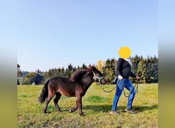 Miniatura americano, Caballo castrado, 11 años