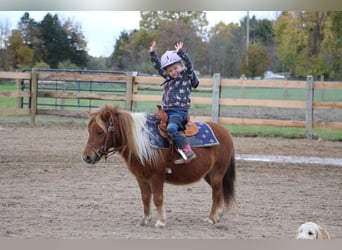 Miniatura americano, Caballo castrado, 12 años, 102 cm, Alazán-tostado