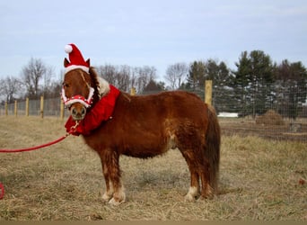 Miniatura americano, Caballo castrado, 12 años, 102 cm, Alazán-tostado