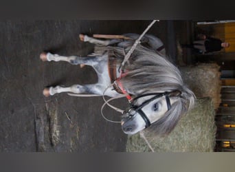 Miniatura americano, Caballo castrado, 14 años, Tordo