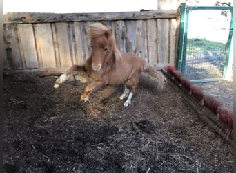 Miniatura americano, Caballo castrado, 2 años, 70 cm, Tobiano-todas las-capas