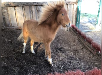 Miniatura americano, Caballo castrado, 2 años, 70 cm, Tobiano-todas las-capas