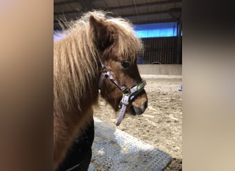 Miniatura americano, Caballo castrado, 2 años, 70 cm, Tobiano-todas las-capas