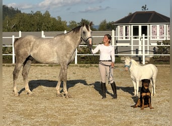 Miniatura americano, Caballo castrado, 2 años, 86 cm, White/Blanco