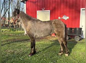 Miniatura americano, Caballo castrado, 3 años, 99 cm, Buckskin/Bayo