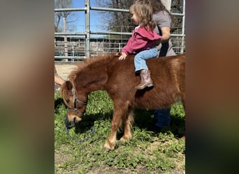 Miniatura americano, Caballo castrado, 4 años, 60 cm, Alazán-tostado