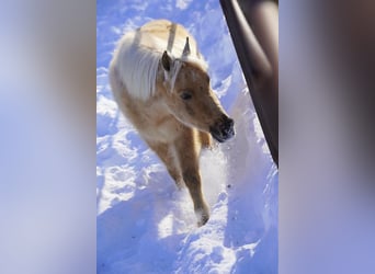 Miniatura americano, Caballo castrado, 4 años, 97 cm, Dunalino (Cervuno x Palomino)