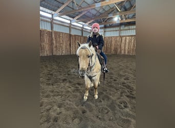 Miniatura americano, Caballo castrado, 4 años, 97 cm, Dunalino (Cervuno x Palomino)