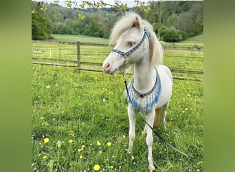 Miniatura americano, Caballo castrado, 4 años, Perlino