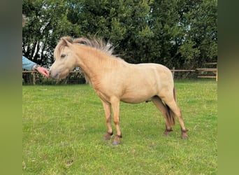 Miniatura americano, Caballo castrado, 5 años, 80 cm, Buckskin/Bayo