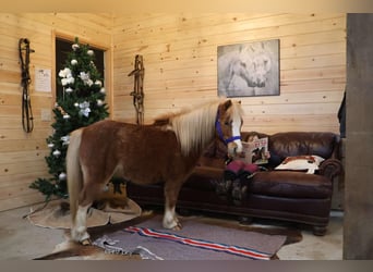 Miniatura americano, Caballo castrado, 7 años, Ruano alazán